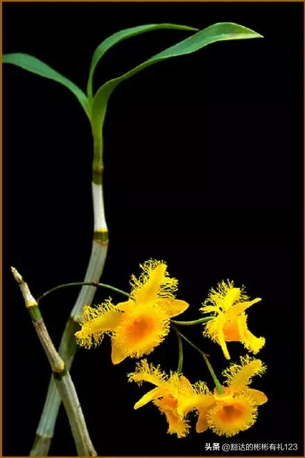 难得一见绝美一清二楚郁金香壁纸,难得一见雪景壁纸