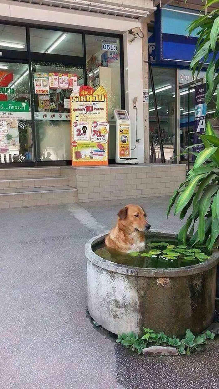 一图了解这个夏天到底有多热,一张图说明今年夏天有多热