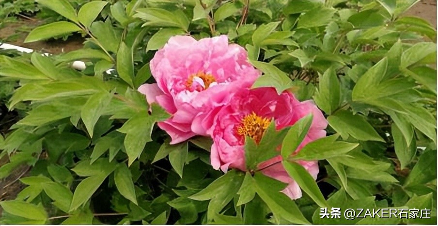 石家庄早新闻,早新闻完整内容