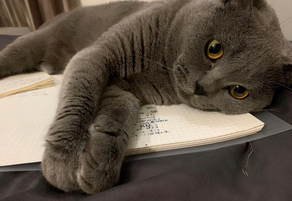 英短蓝猫折耳是不是养不活,英短蓝猫为什么不建议养