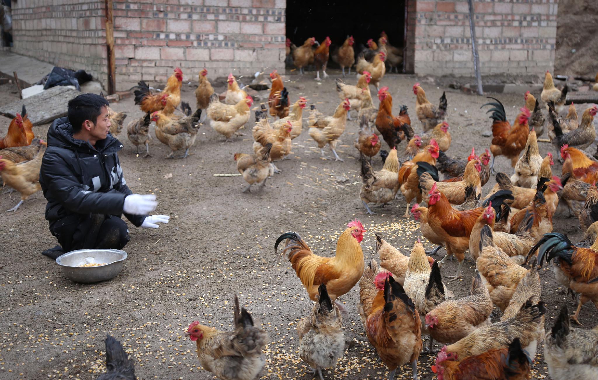 洛阳爬行娃小丁养鸡报答养父近况,用双手爬行30年养鸡为养父盖新房