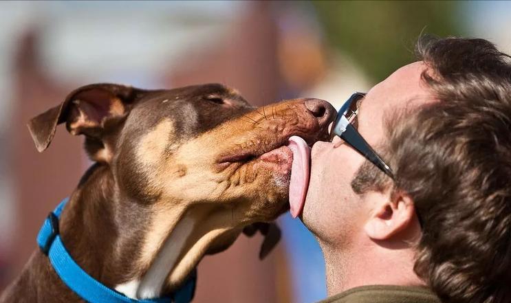 狗狗有哪些表现是精神病,狗狗玩不小心咬到是狂犬病吗