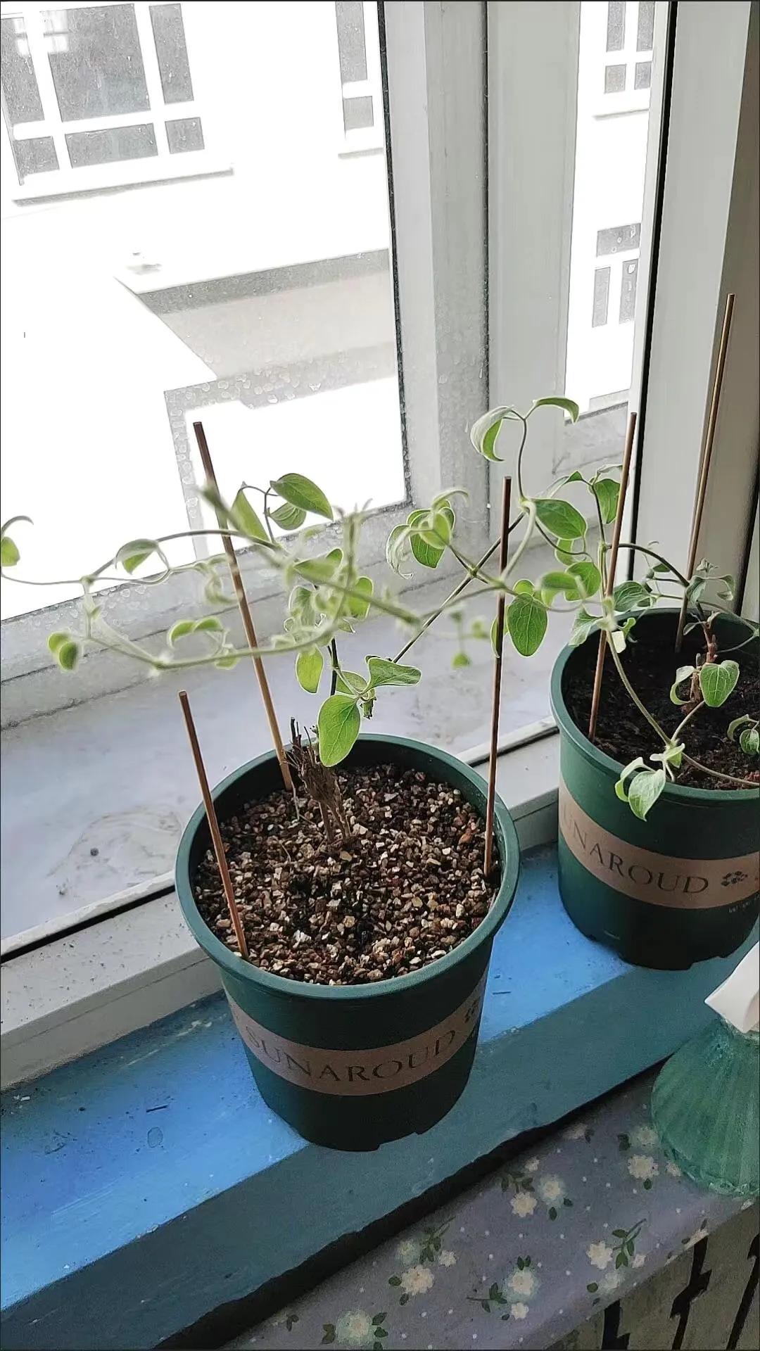 铁线莲根怎样辨别真假,铁线莲真假怎么辨别