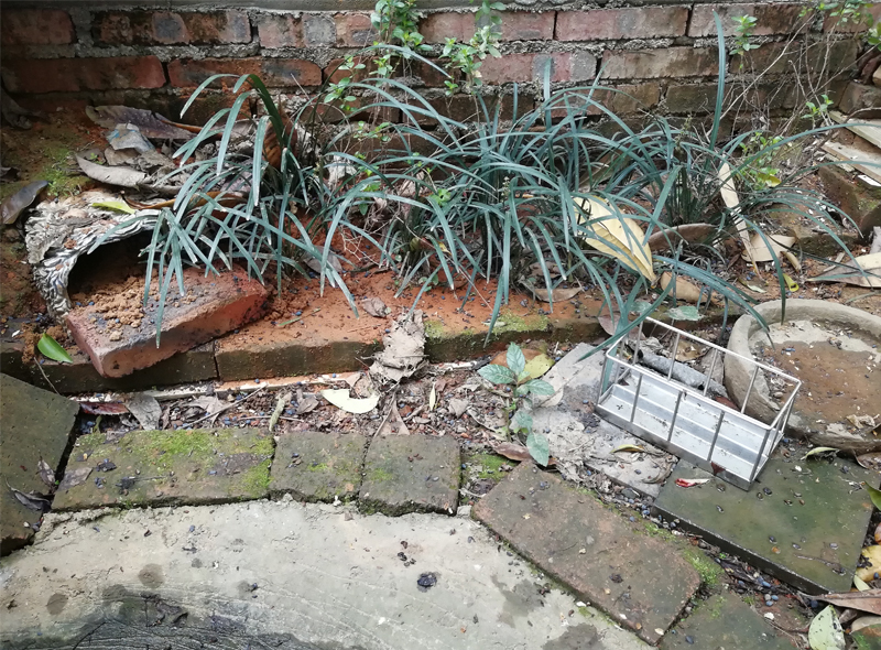 黄缘闭壳龟的公母是由什么决定的,黄缘闭壳龟刚到家躲在土里不出来