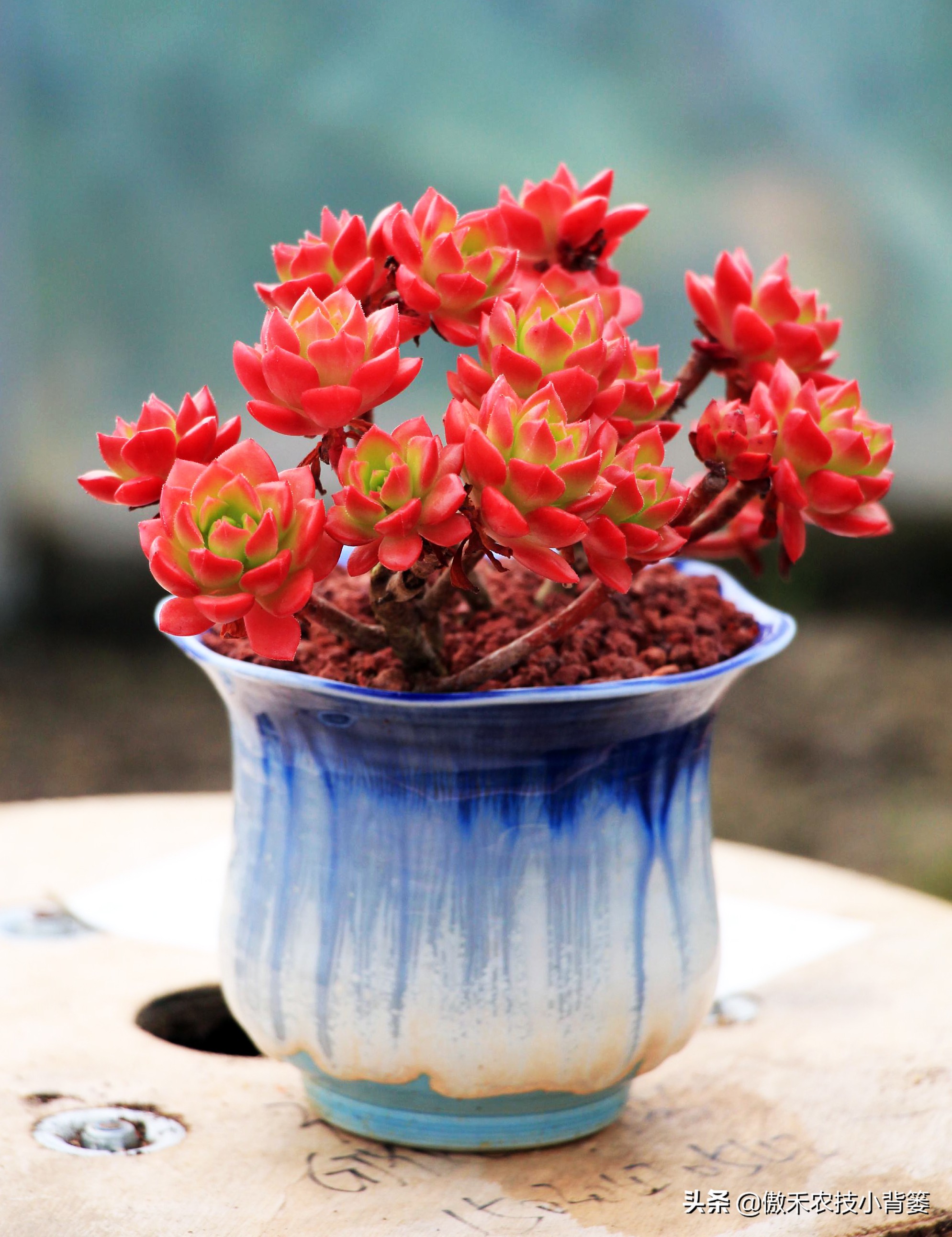 小小昆虫到底多可怕,小小红蜘蛛是什么