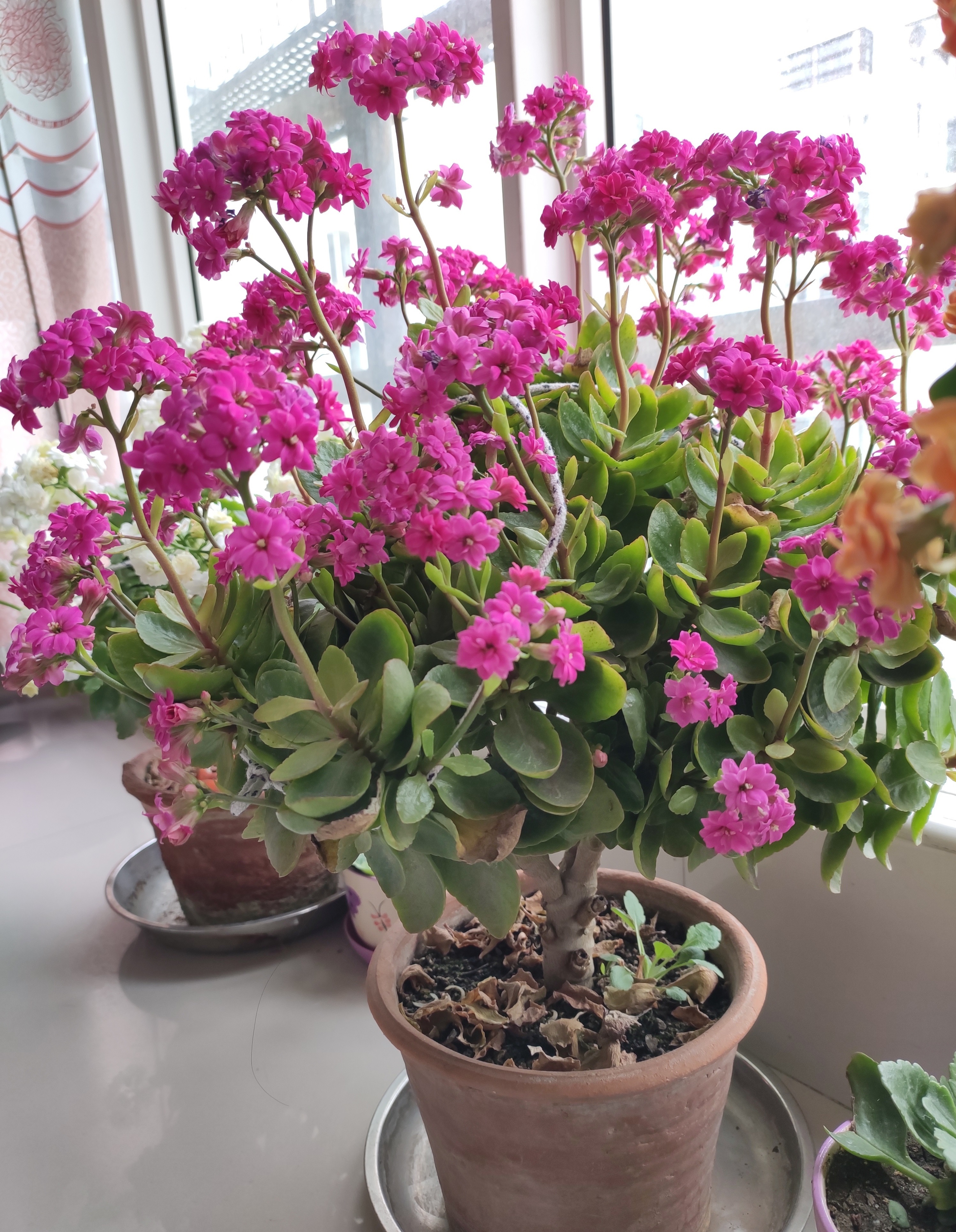 快过年了家里摆放一盆花,快过年了养一些什么