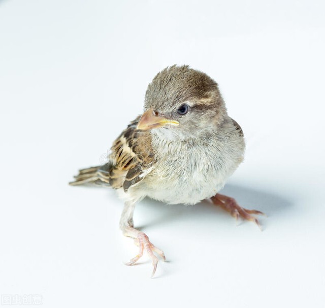 关于麻雀的美文,小麻雀经典散文