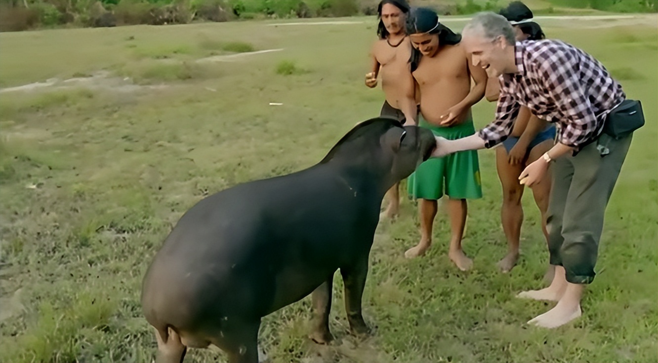 美国人在野外水中捕捉巨蟒,亚马逊河当地人水中抓巨蟒