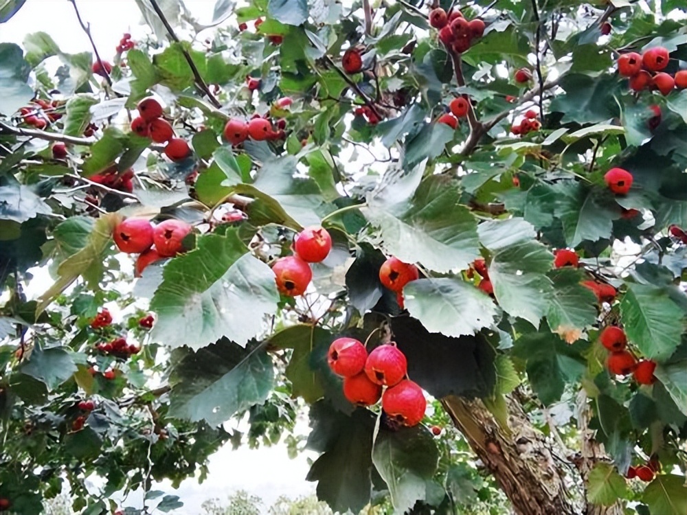 山楂树各阶段病虫害防治技术,山楂树病虫害如何防治