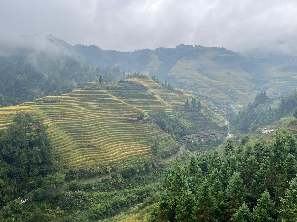 龙脊梯田云雾缭绕恍如仙境,云雾中的龙脊梯田