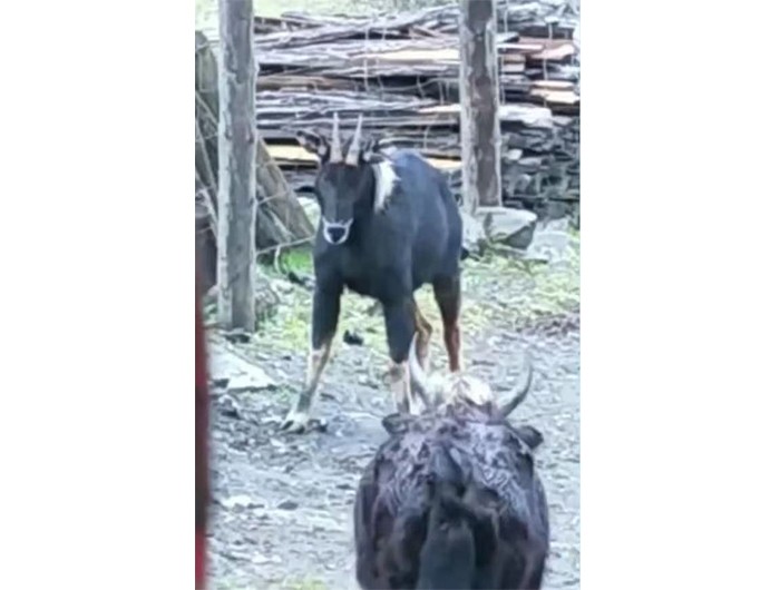 榛勫矖灞卞彂鐜板洓涓嶅儚,鑰佸啘灞变笂鍙戠幇鐨勫洓涓嶅儚