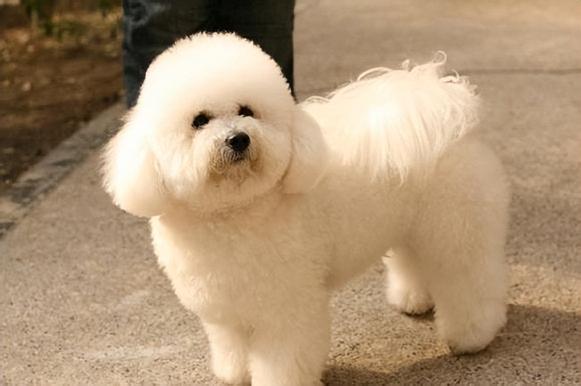 哪种宠物狗卖得最好养,养狗首选这7种狗价格便宜又漂亮