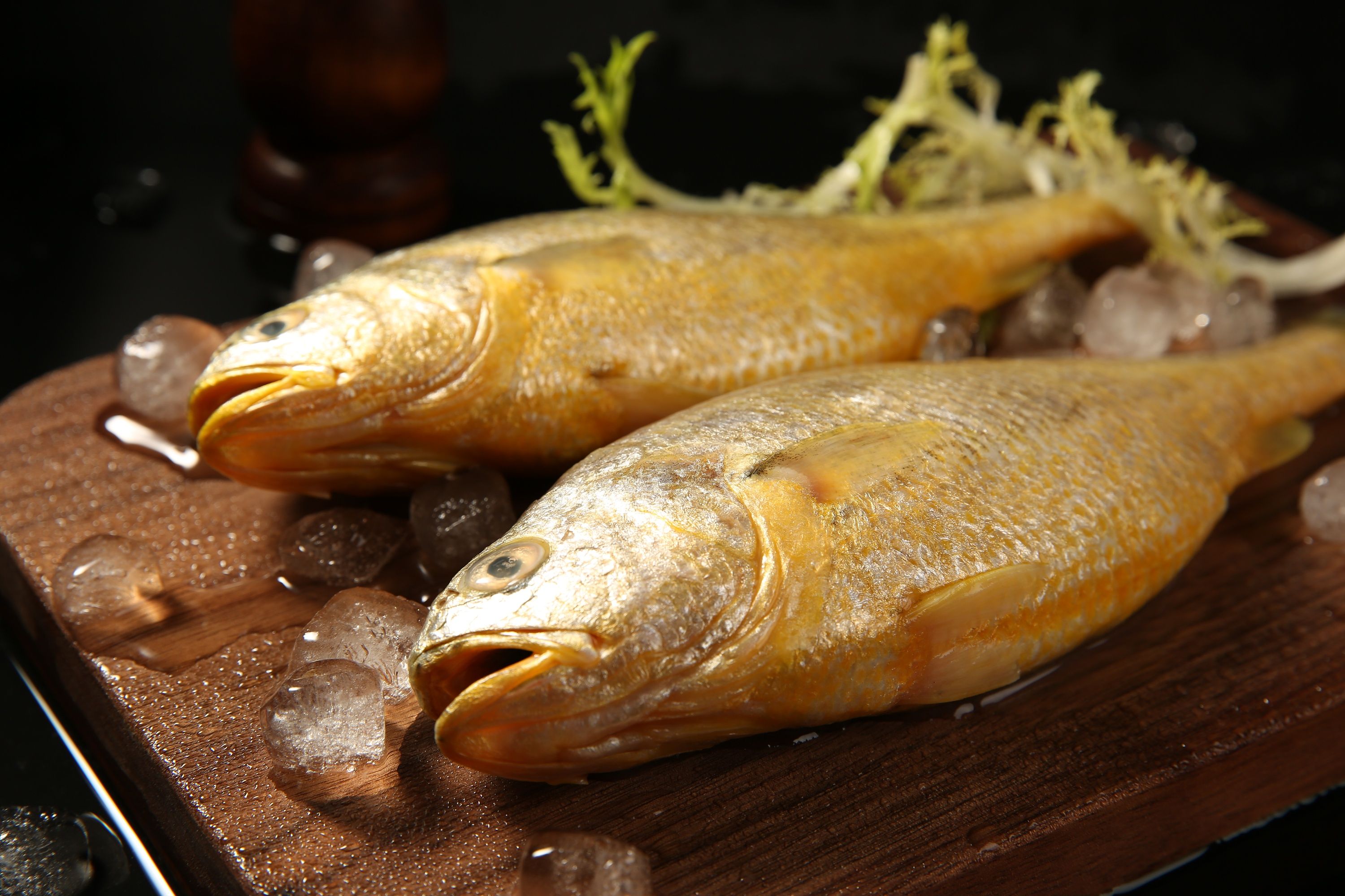 6000元两条野生大黄鱼,游客钓上野生大黄鱼市场价过万