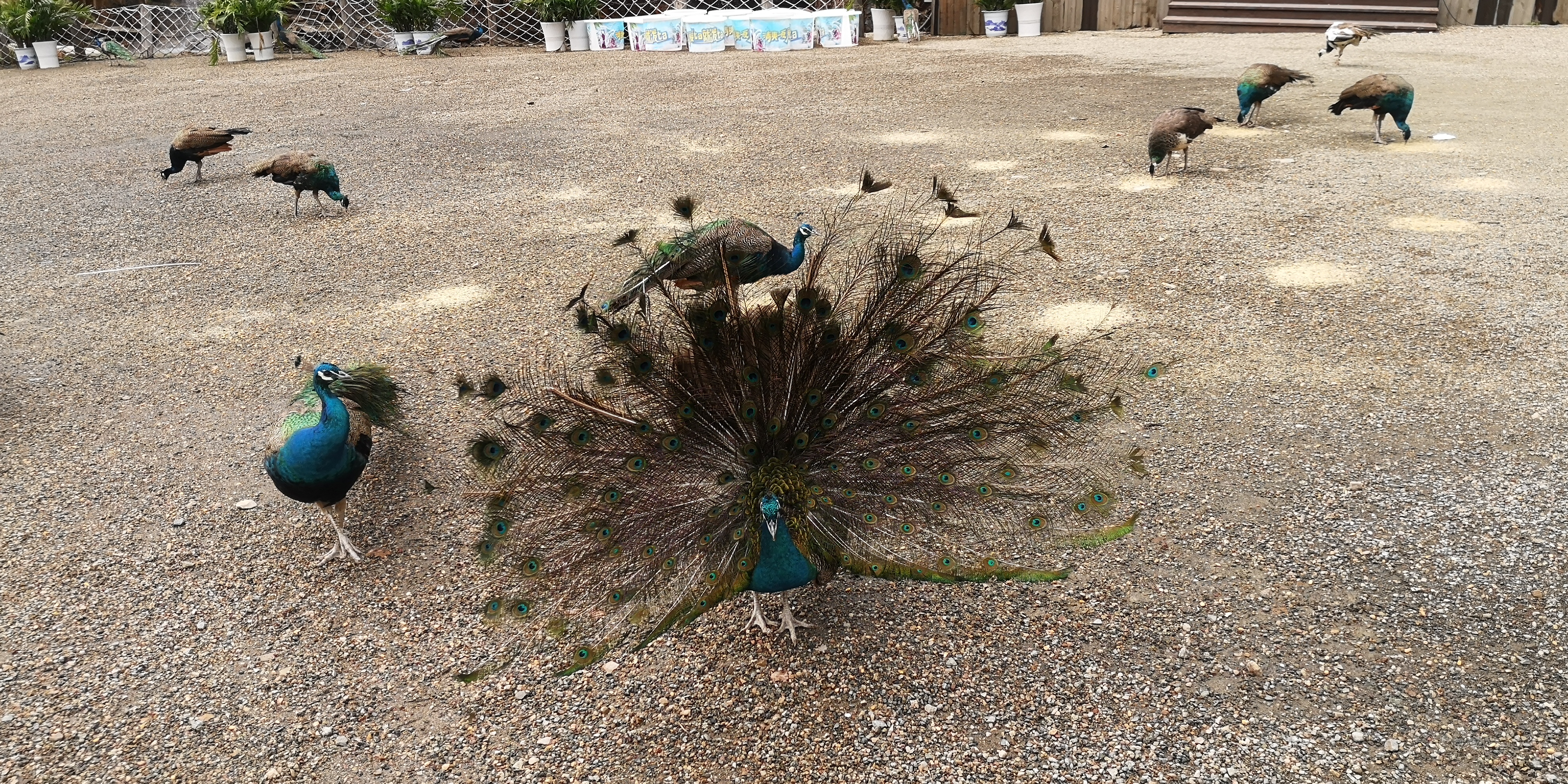天津上乐园蓟县旅游攻略,天津蓟州太平寨旅游