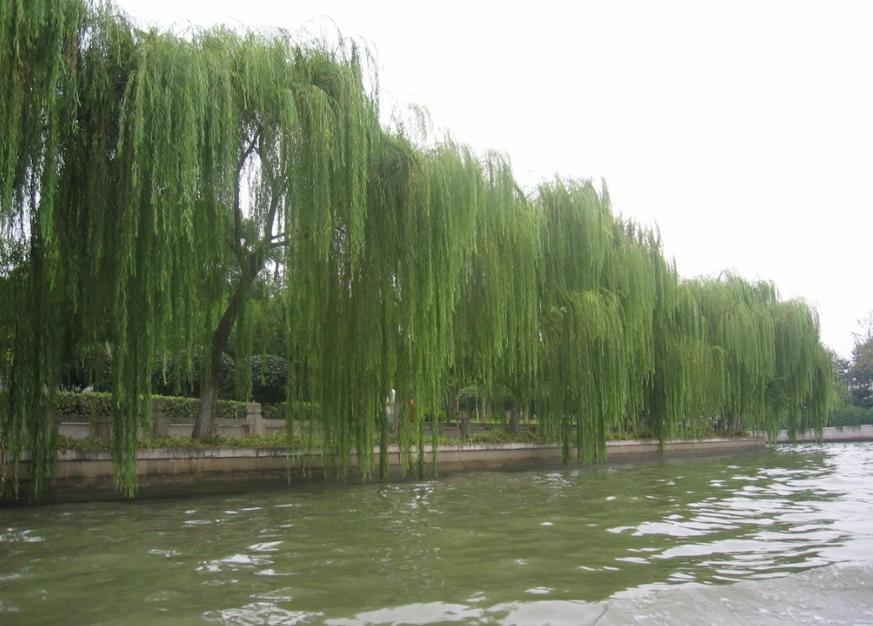 古今有名的十五首咏柳诗词,描写春柳的古诗有哪些