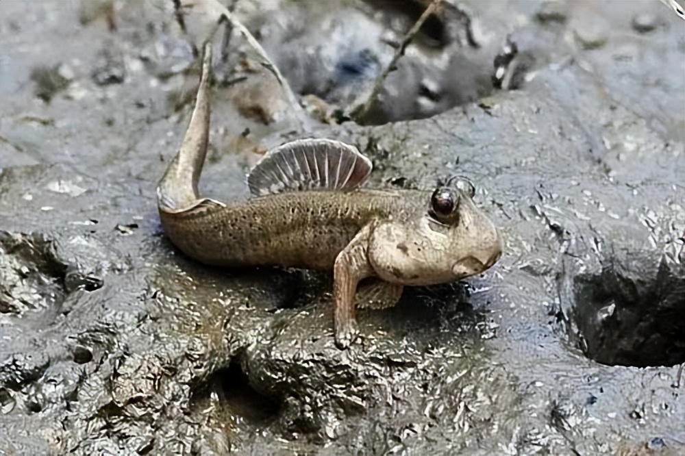 鱼鳃是什么原理呼吸的,鱼鳃呼吸