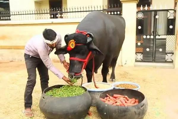 摩拉水牛卖价,摩拉水牛为什么这么便宜