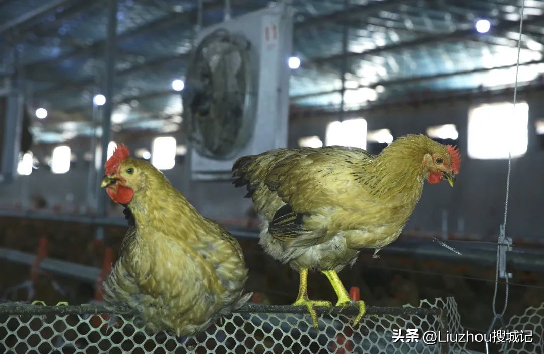 跟着广播看乡村,跟着老乡看乡村振兴