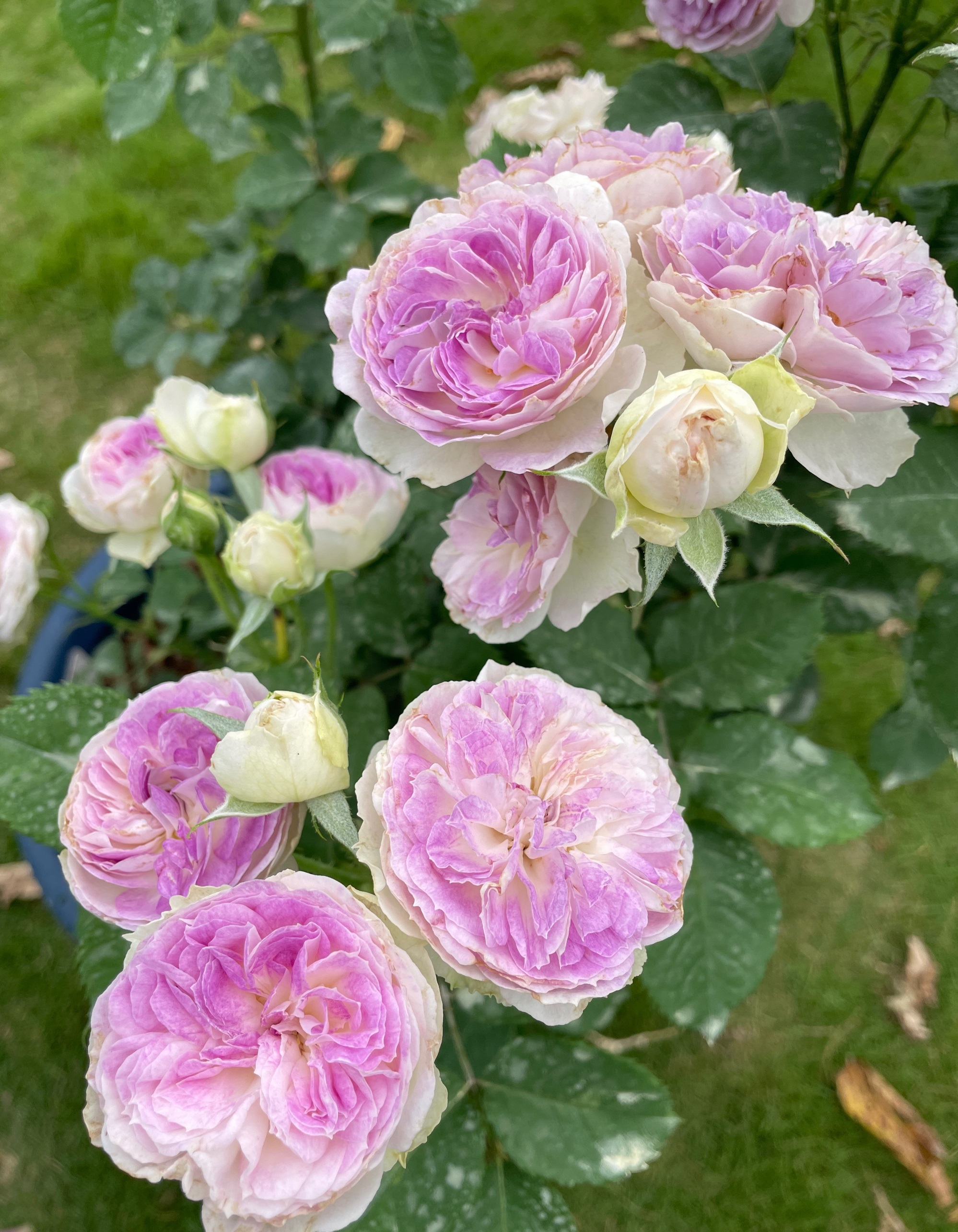 月季花蓝色晴空,月季花蓝月石