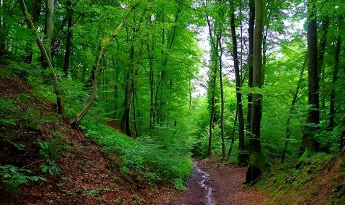 美国亚裔28岁女子被杀,29岁华裔女子美国被杀