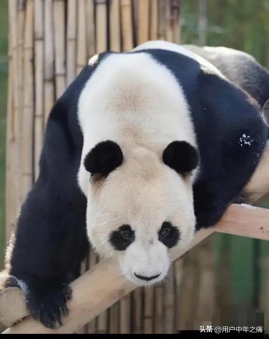 乐宝很个乐天派，实力超强，相当厉害！主打就是一个man到爆！