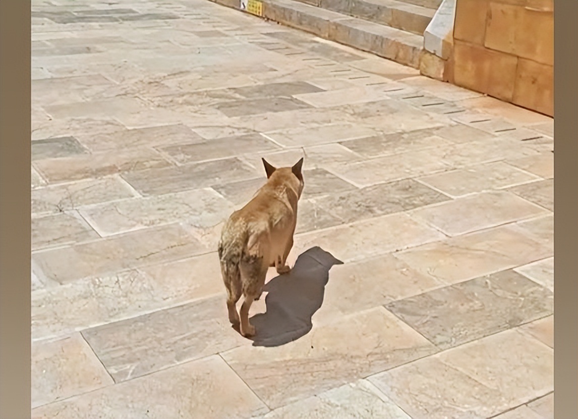 流浪狗被投喂跑5公里等女生后续,女子投喂流浪狗鸡腿