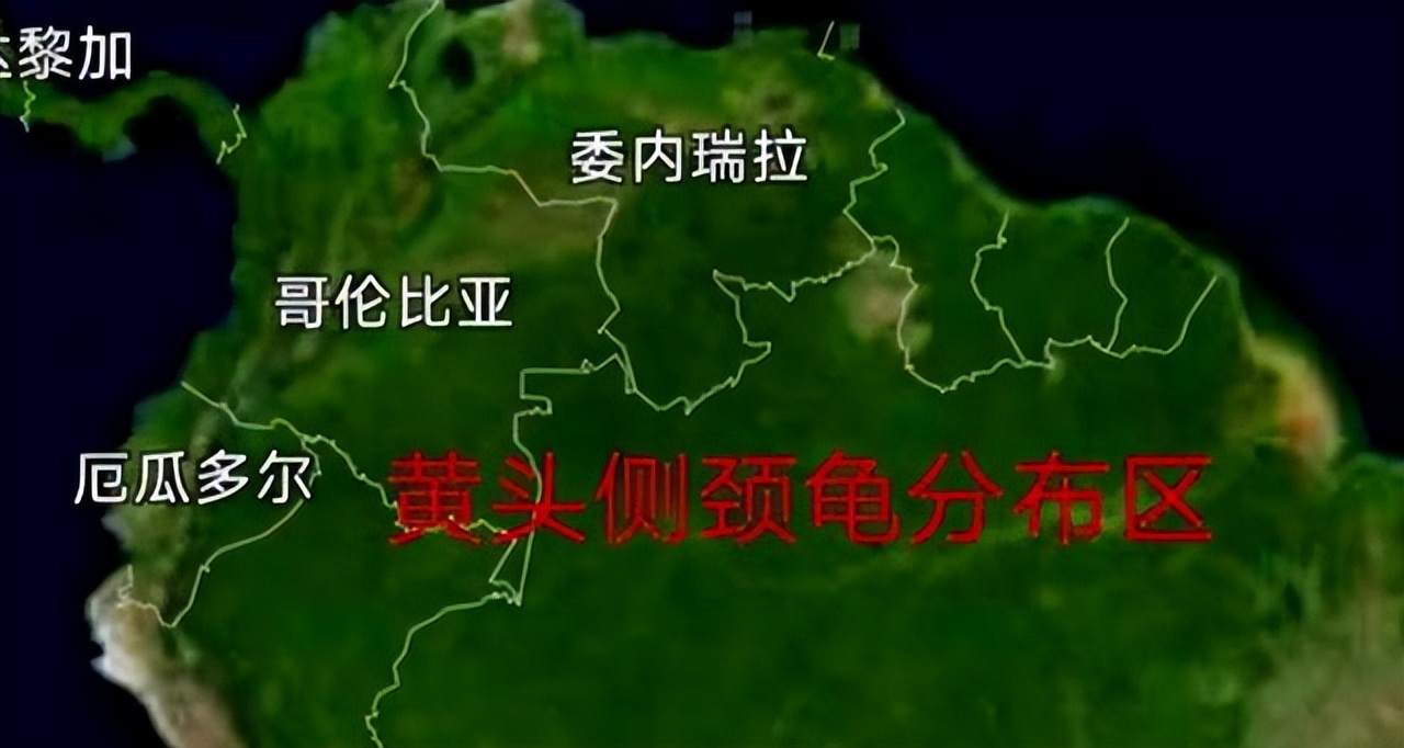 黄头侧颈龟饲养方法和注意事项,黄头侧颈龟长大怎么变黑色了