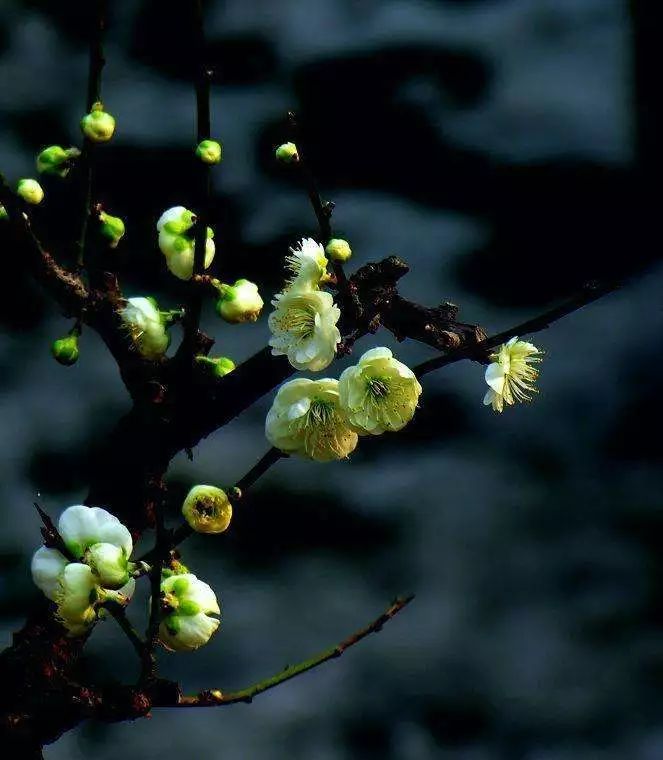 绿梅赞——说梅花极品“萼绿华”