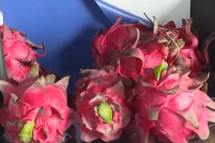 小伙子种火龙果四年身价过亿,种植火龙果一年挣1千万