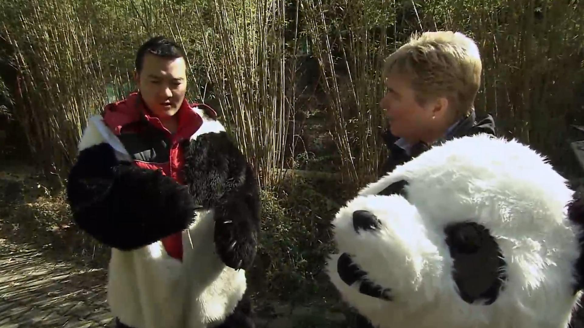 熊猫因为太能吃，1年花费400万，竟然被别国“退货”？