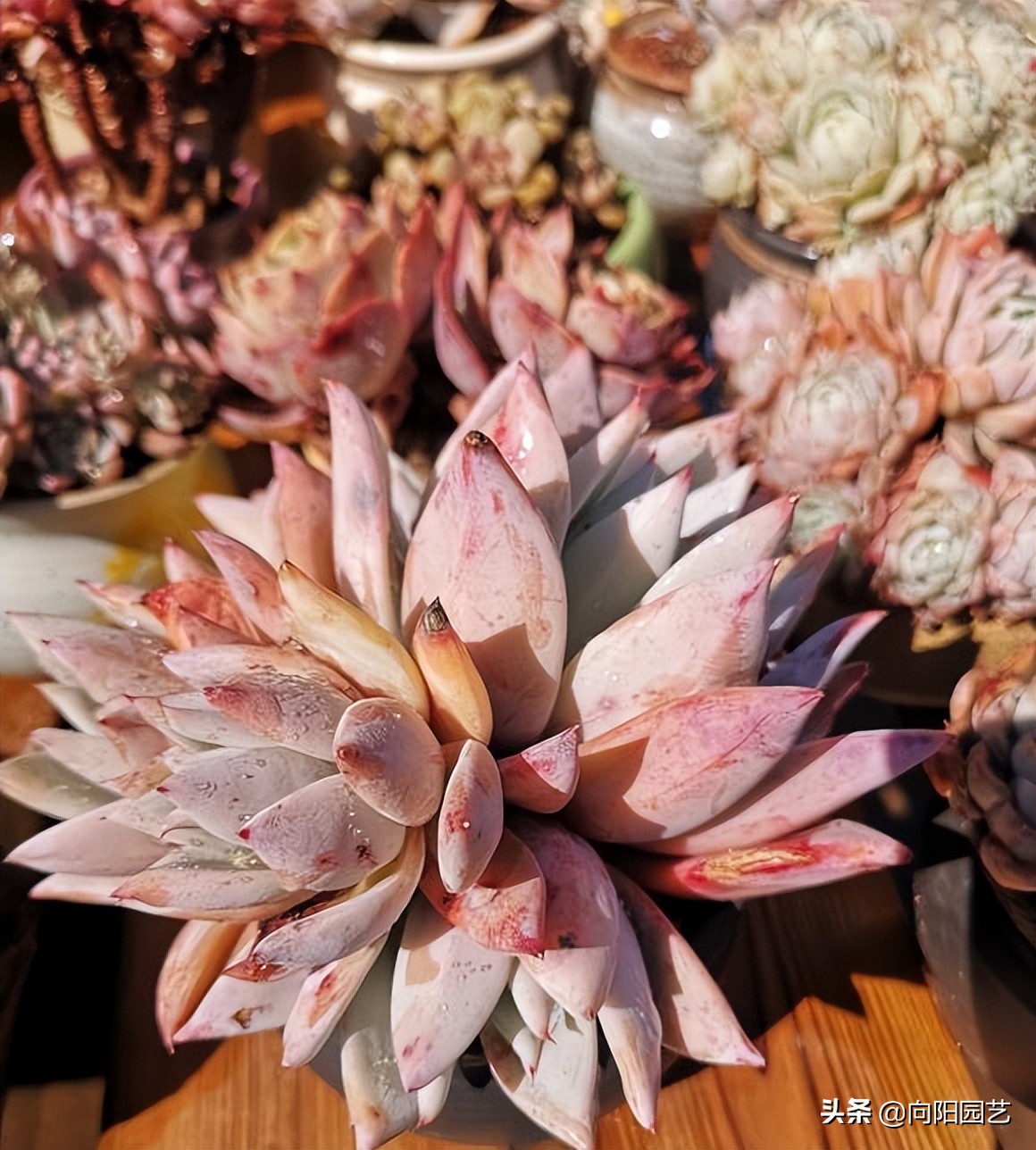 ​现在这个时代，卖多肉全靠口碑，卖1次假货，不会有人再买