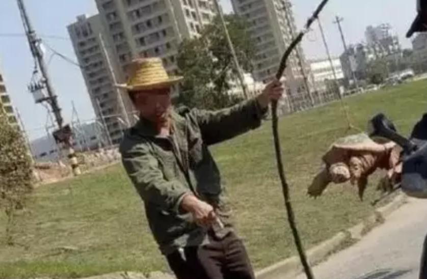 买了一只乌龟有什么预兆,路边800块钱买6只大乌龟