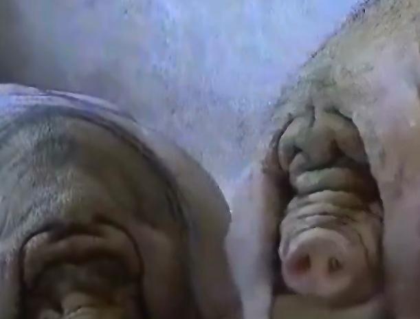 农民饲养天价猪种,中国养殖天价猪致富经