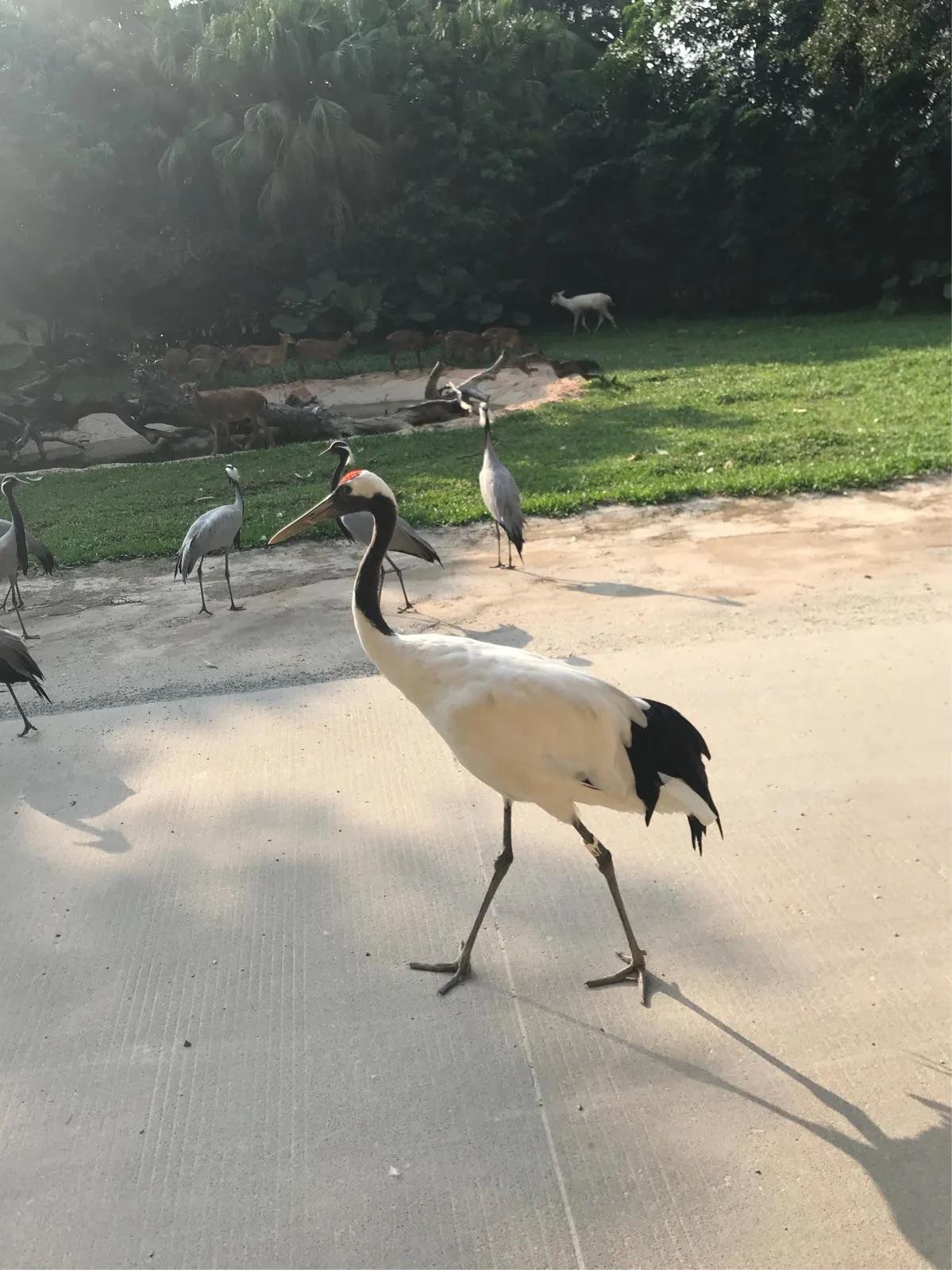广州长隆野生动物园全部动物,广州长隆野生动物园所有动物介绍