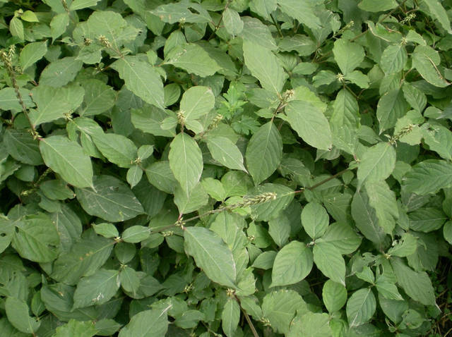 农村这种杂草吃起来十分美味,农村常见的煲汤草