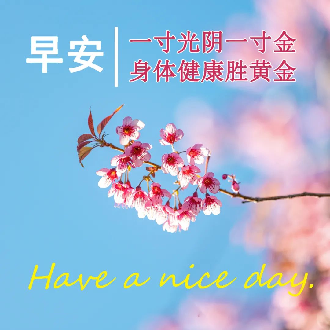 最新漂亮早上好问候图片鲜花带字,2023早上好问候语