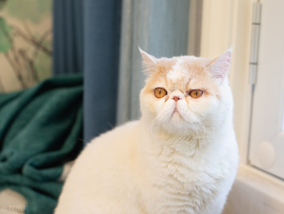 宠物猫养什么品种好,宠物猫什么品种好养又便宜