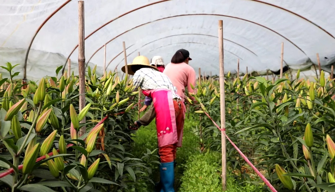 香水百合含苞待放,含苞待放的百合