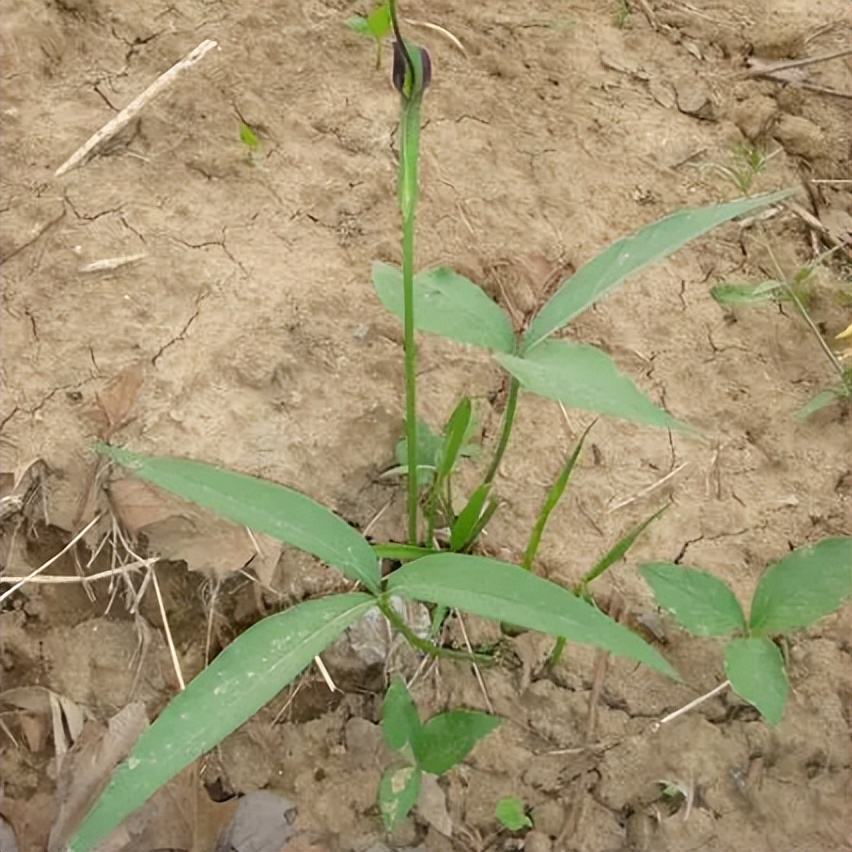 过去农村娃常挖来卖钱的6种植物，零花钱全靠它们，你认识几种