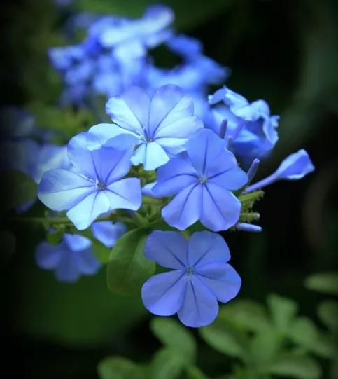 生长在衣服上的雪花,生长在热带草原的植物