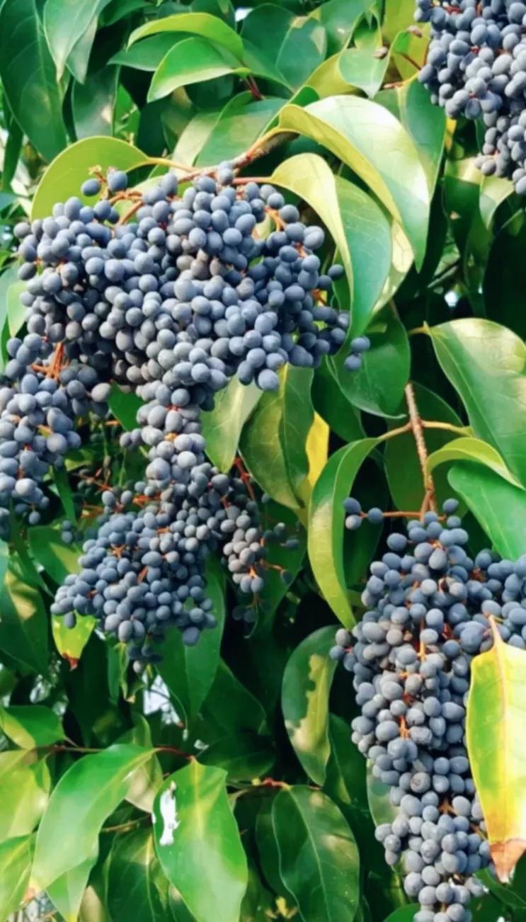 女贞子图片树木,女贞子树彩图