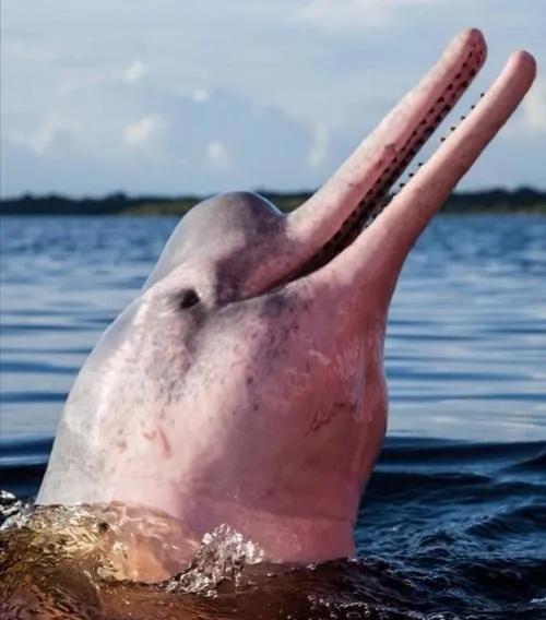 委内瑞拉纸币连号,委内瑞拉纸币演变