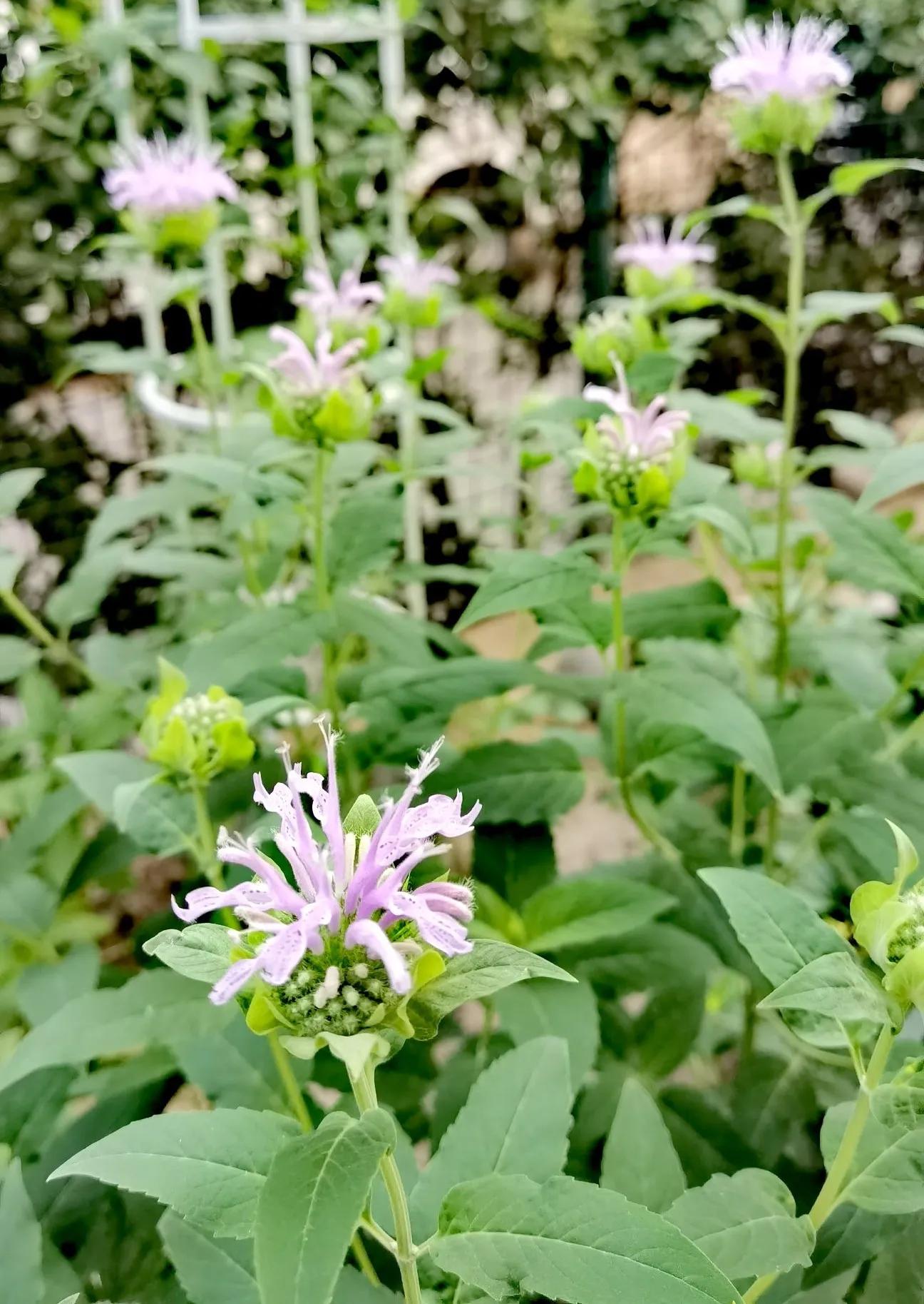 我的花草日记——顶着烈日开放的美国薄荷,坚守着一份清凉舒爽