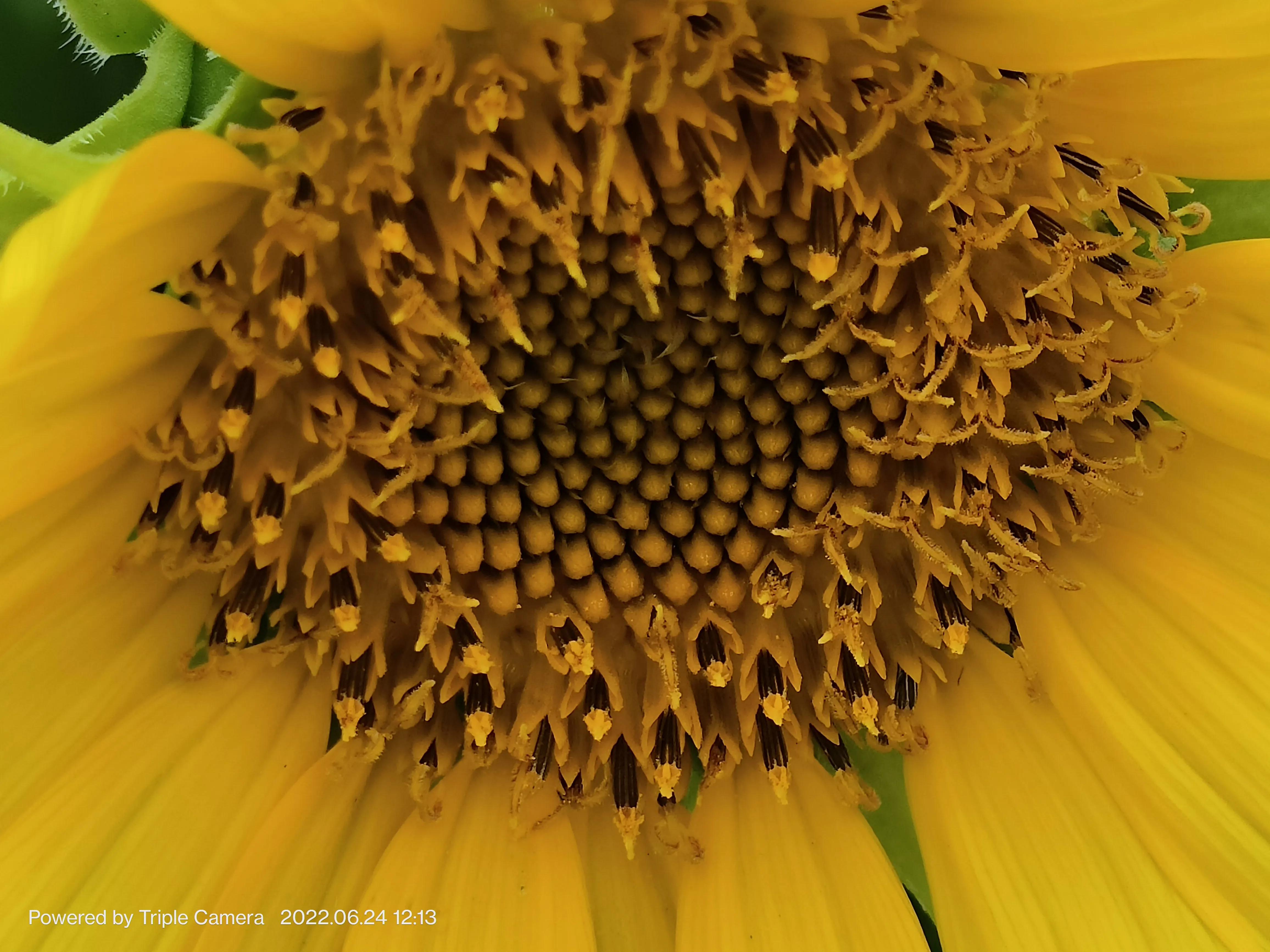 幼儿园门口班牌向日葵吊饰,学校门口的向日葵