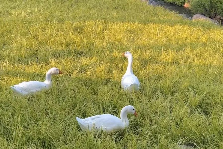 德昌的好地方,德昌有哪些值得去的