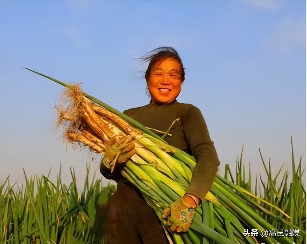 种植大葱助农增收措施,大葱大姜增产增收
