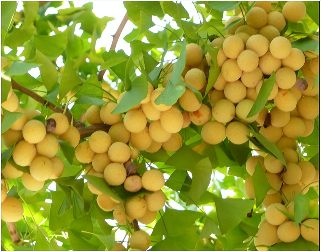 中国千年银杏谷住宿,中国千年银杏谷