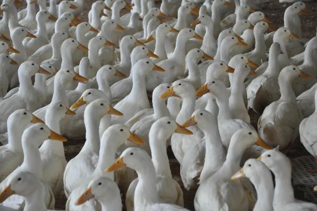 一只活鸭50元左右烤鸭却只卖18元,为什么活鸭50元一只烤鸭18元