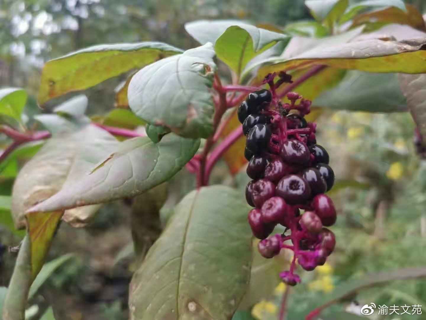 【日记里的军旅路】480：为足球欢呼