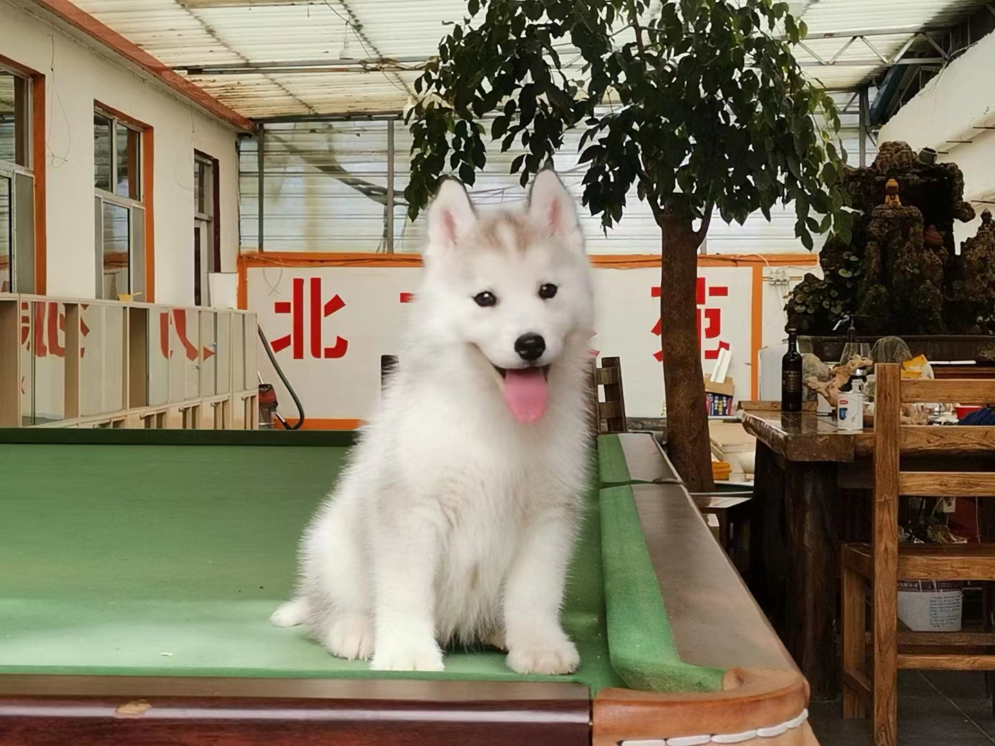 纯种哈士奇犬多少钱一只,你家哈士奇会跳芭蕾舞吗